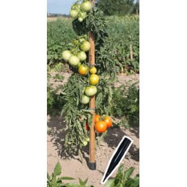 piquet de tomates en bois 150 cm cone anti pourrissement