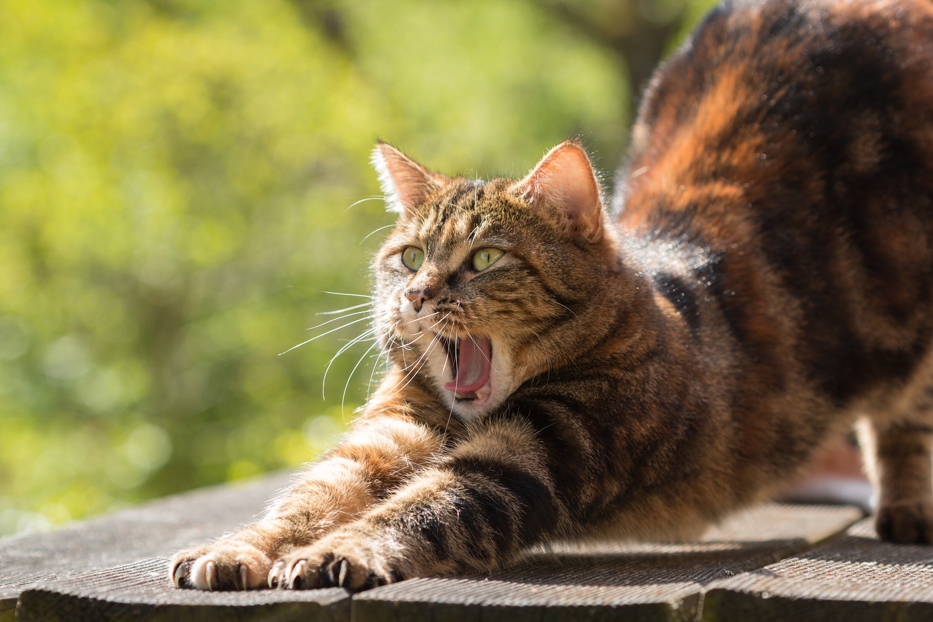 Comment Empecher Les Chats De Venir Dans Son Jardin Jardin Saisons